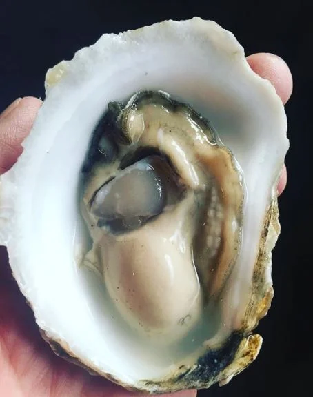 The underside of a triploid oyster in the middle of summer shows a plump and firm belly without signs of spawn.