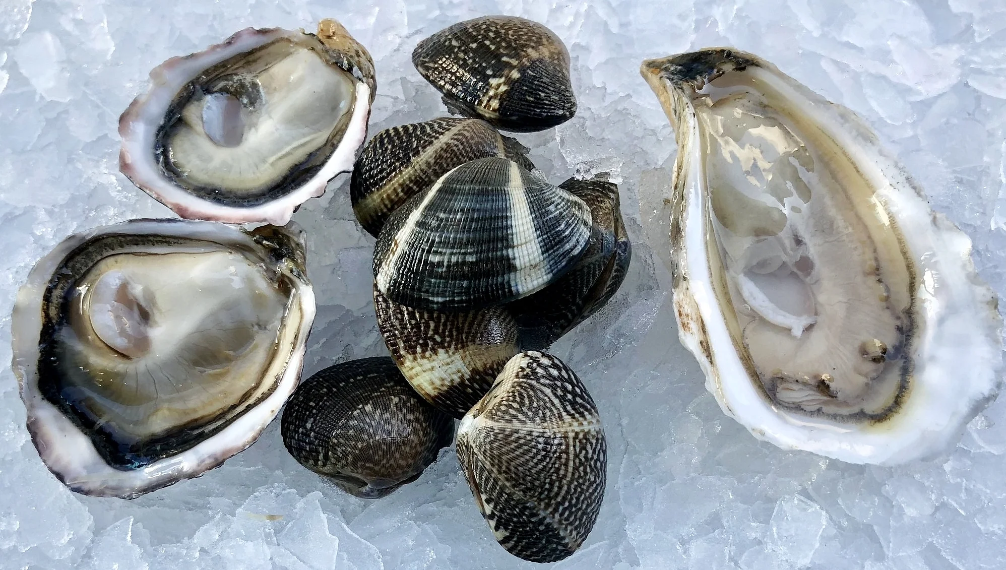 L to R: Kusshi, BC - Manilla CLams, WA - Pemaquid, ME