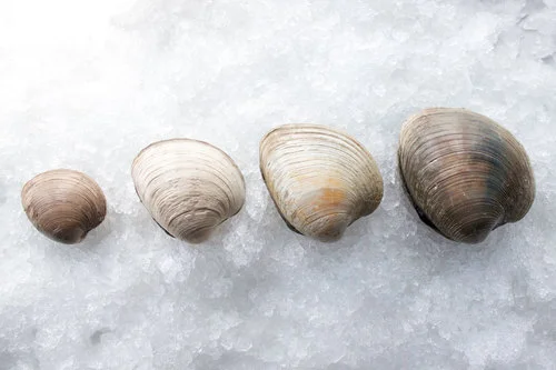 From L to R: countneck, topneck cherrystone, quahog 