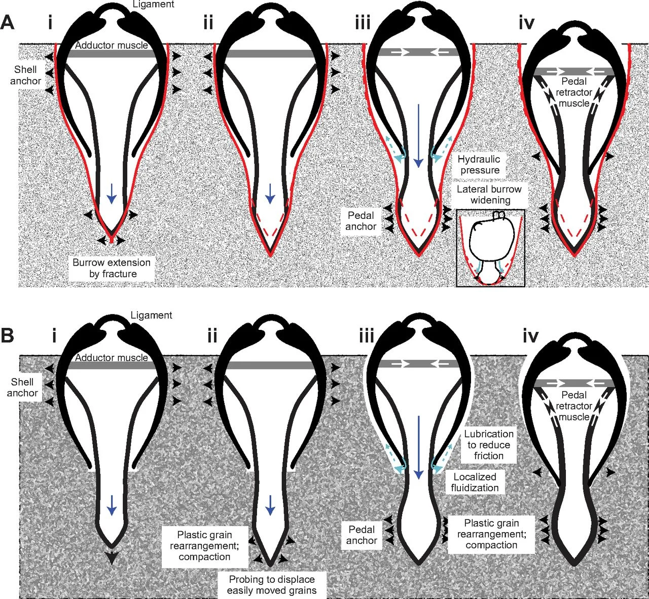 the digging mechanics of hard shell clams