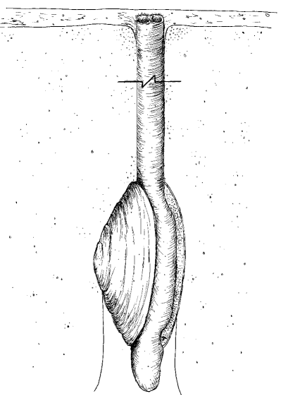 the foot (bottom) provides digging FUNCTION, while the siphon (Top) stretches to feed and release SPAWNING material