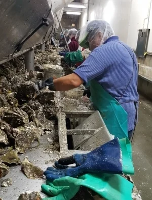 A shucker at HIlton's making fast work of the oysters in the hopper above using a knife with a straight thick blade. photo: Coast seafoods company