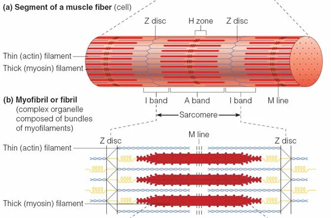 Crab muscle structure is not that different than human muscles