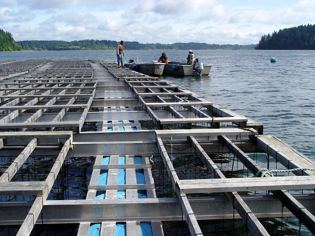 Raft Cultivation