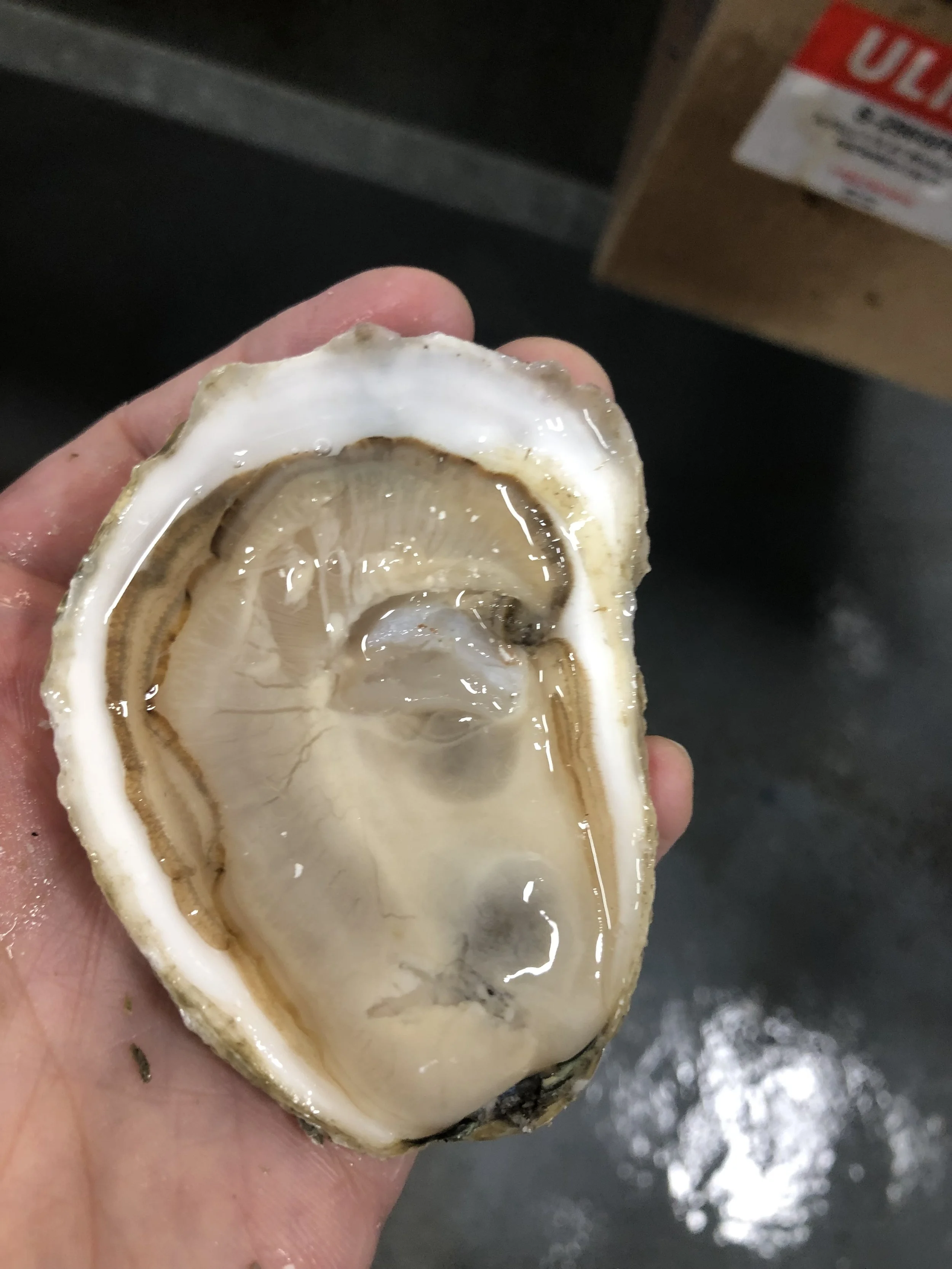 The Oyster Is Our Word Blog Pangea Shellfish Company