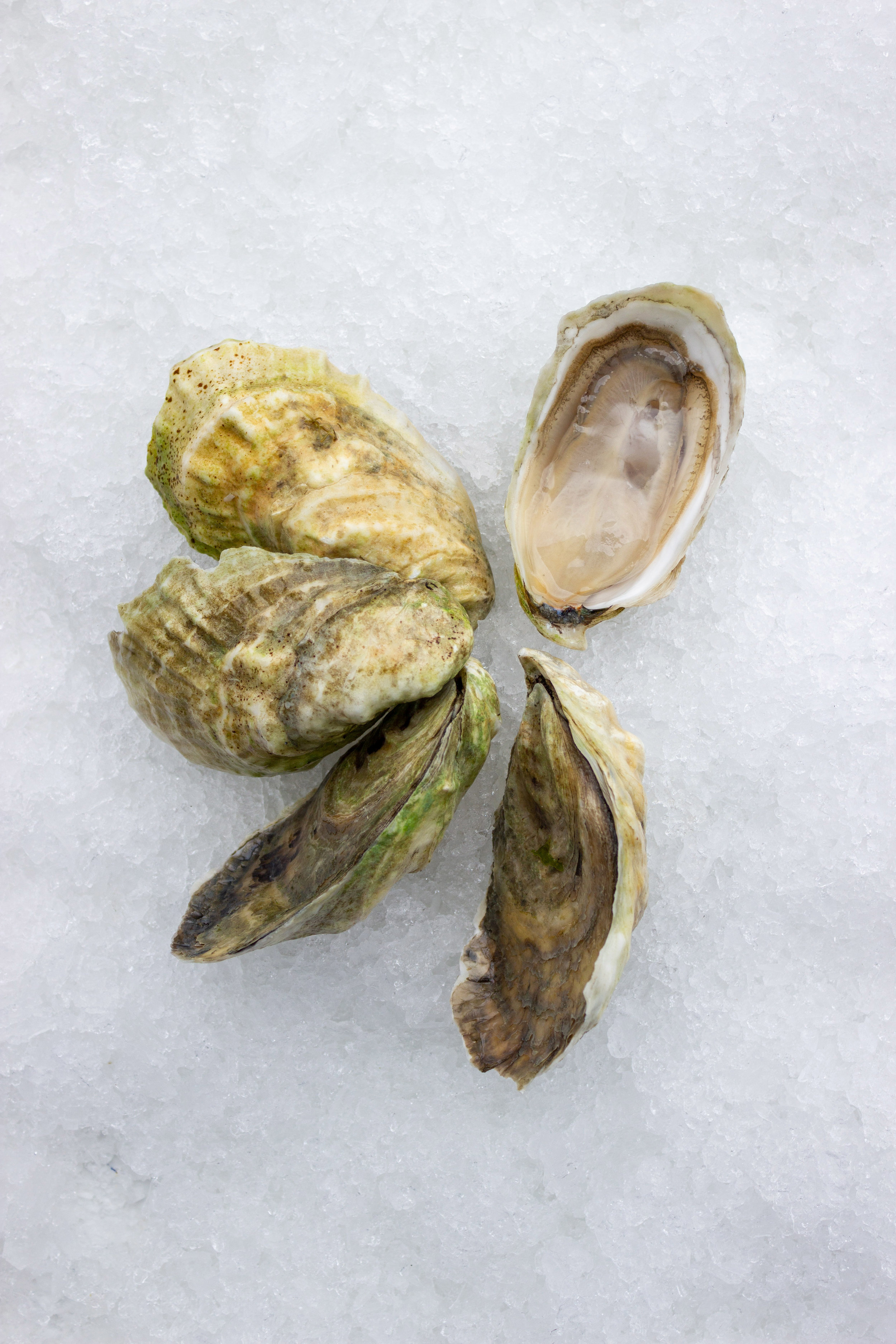 How Long Do Oysters Stay Fresh Pangea Sfish Company