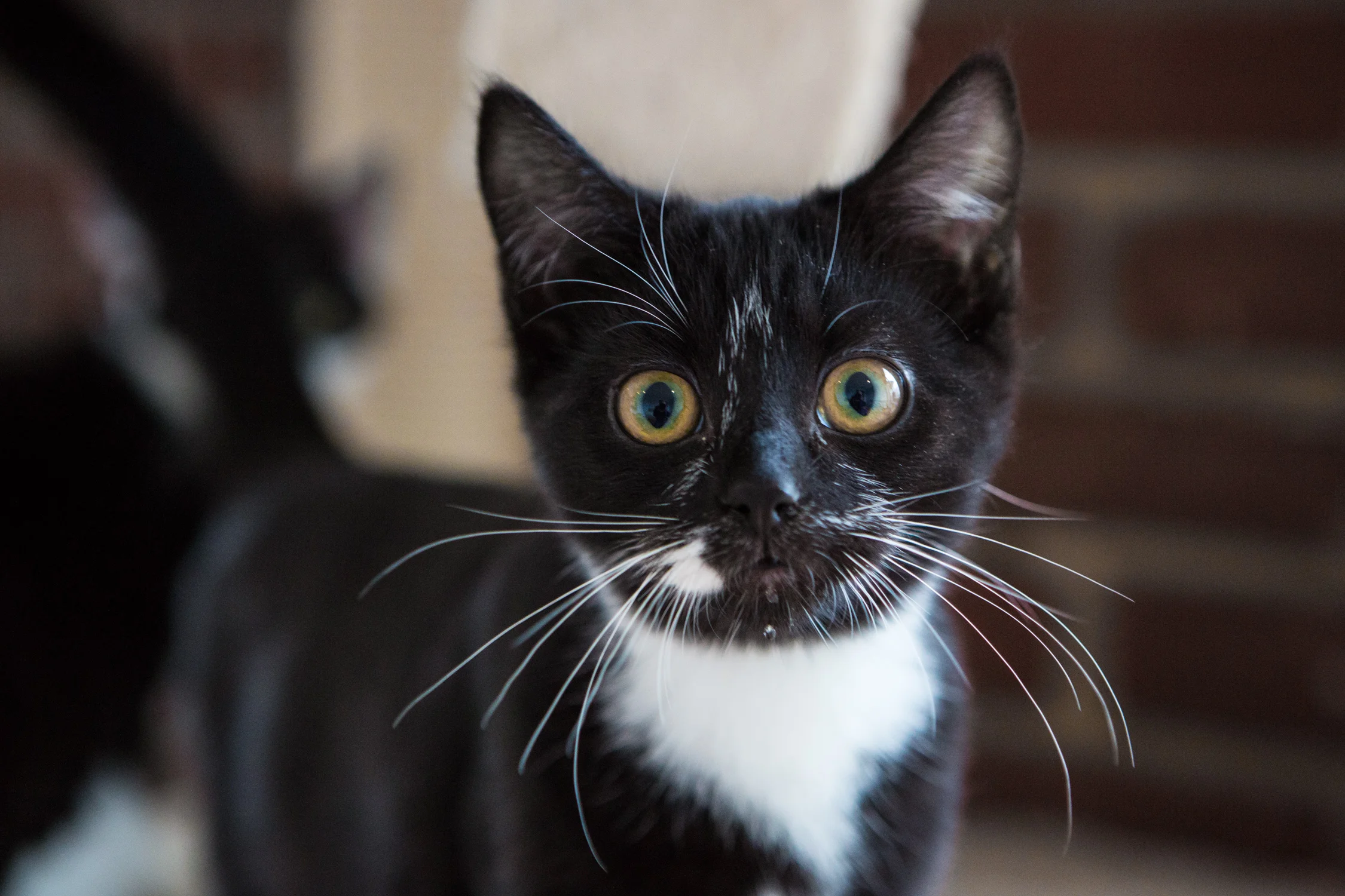 KW_Cats1_011.jpg