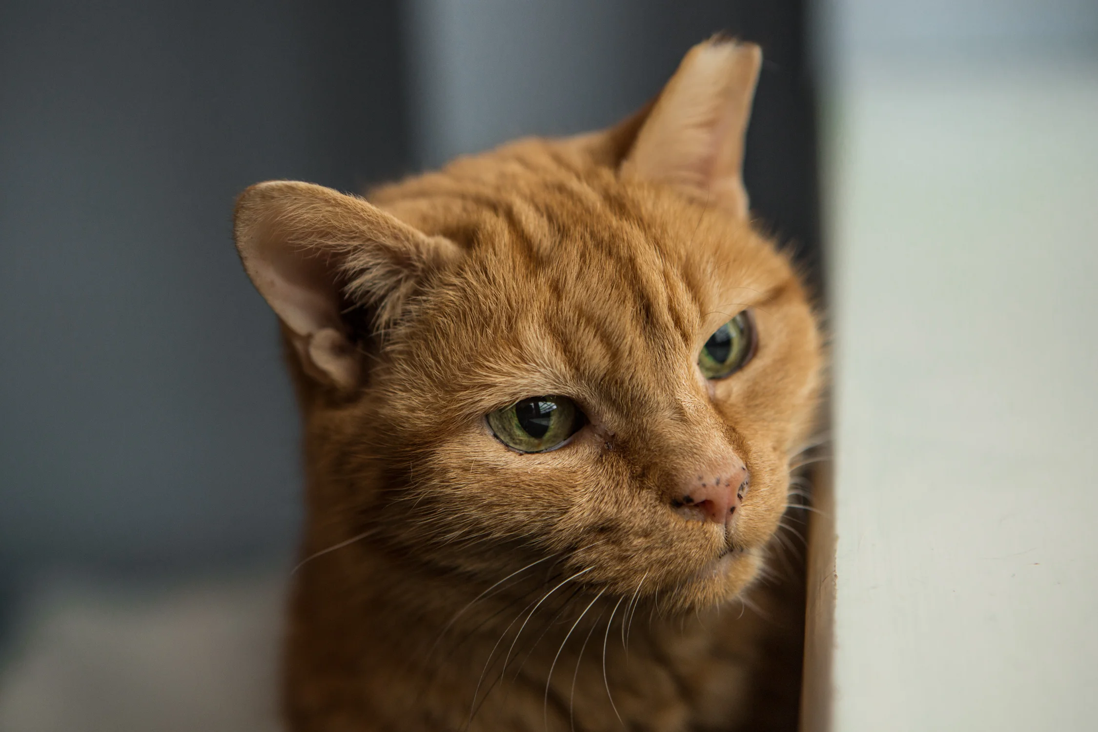 KW_Cats1_005.jpg