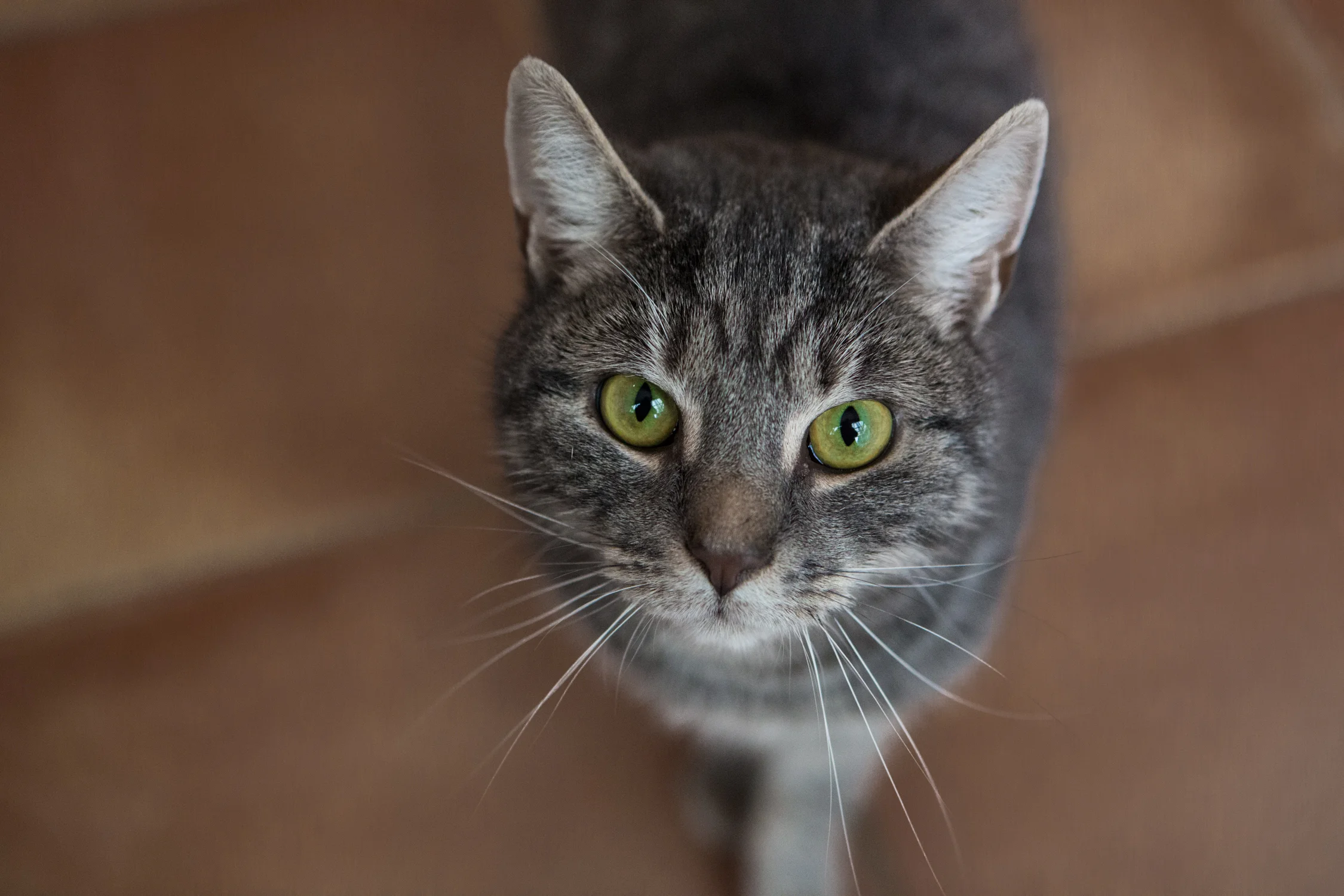 KW_Cats1_014.jpg