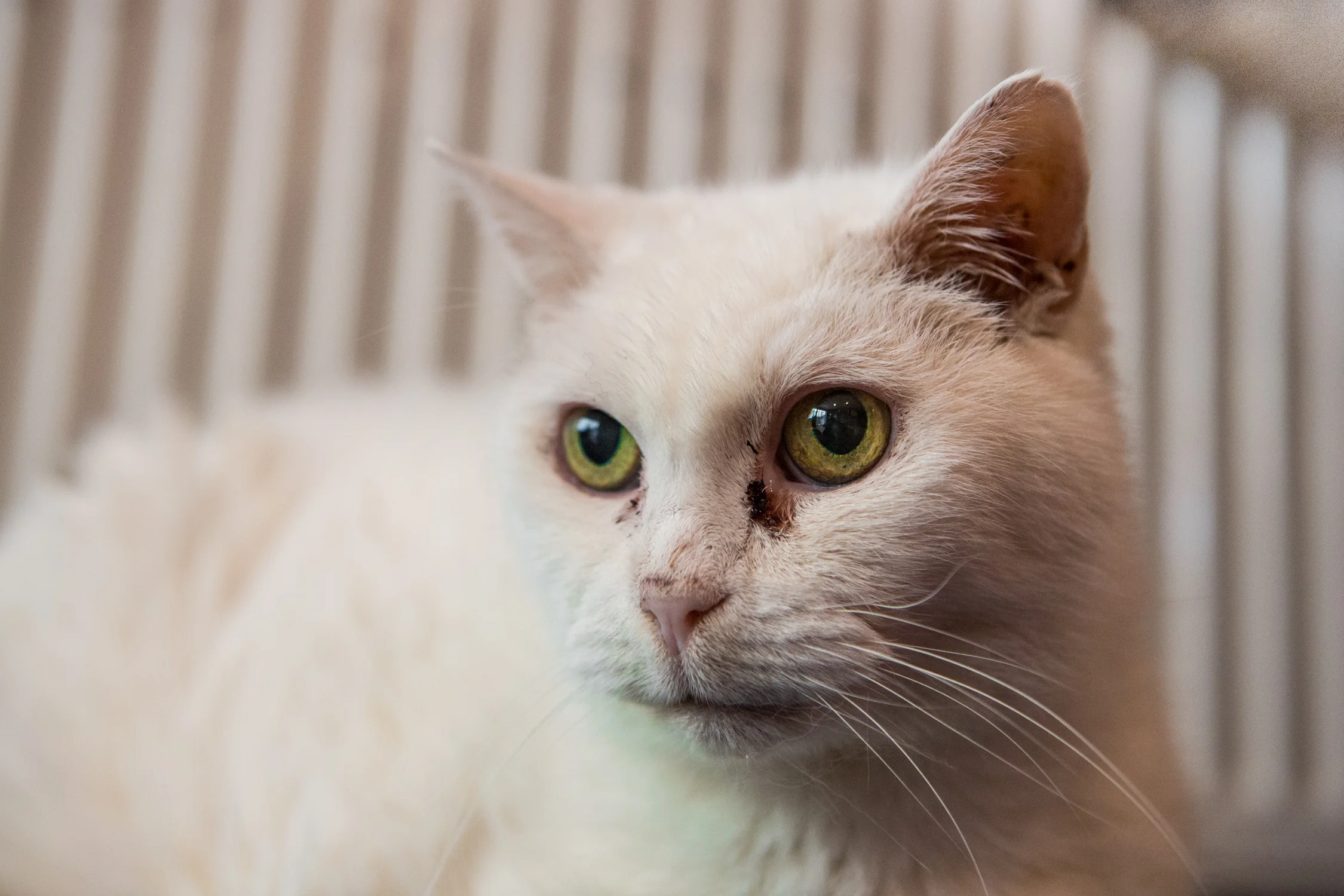 KW_Cats1_016.jpg