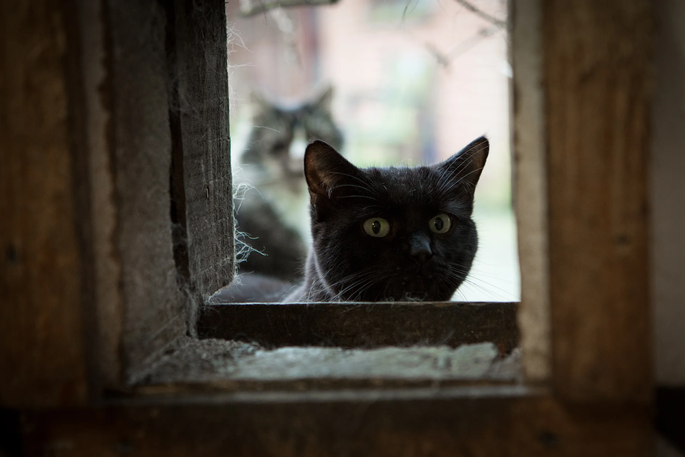 KW_Cats1_021.jpg