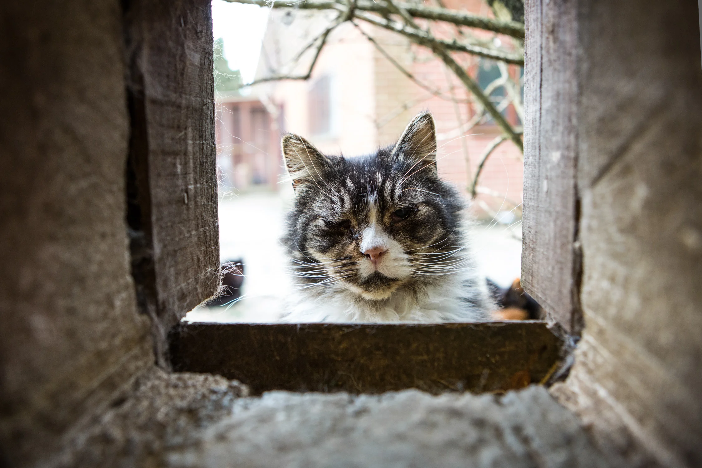 KW_Cats1_022.jpg