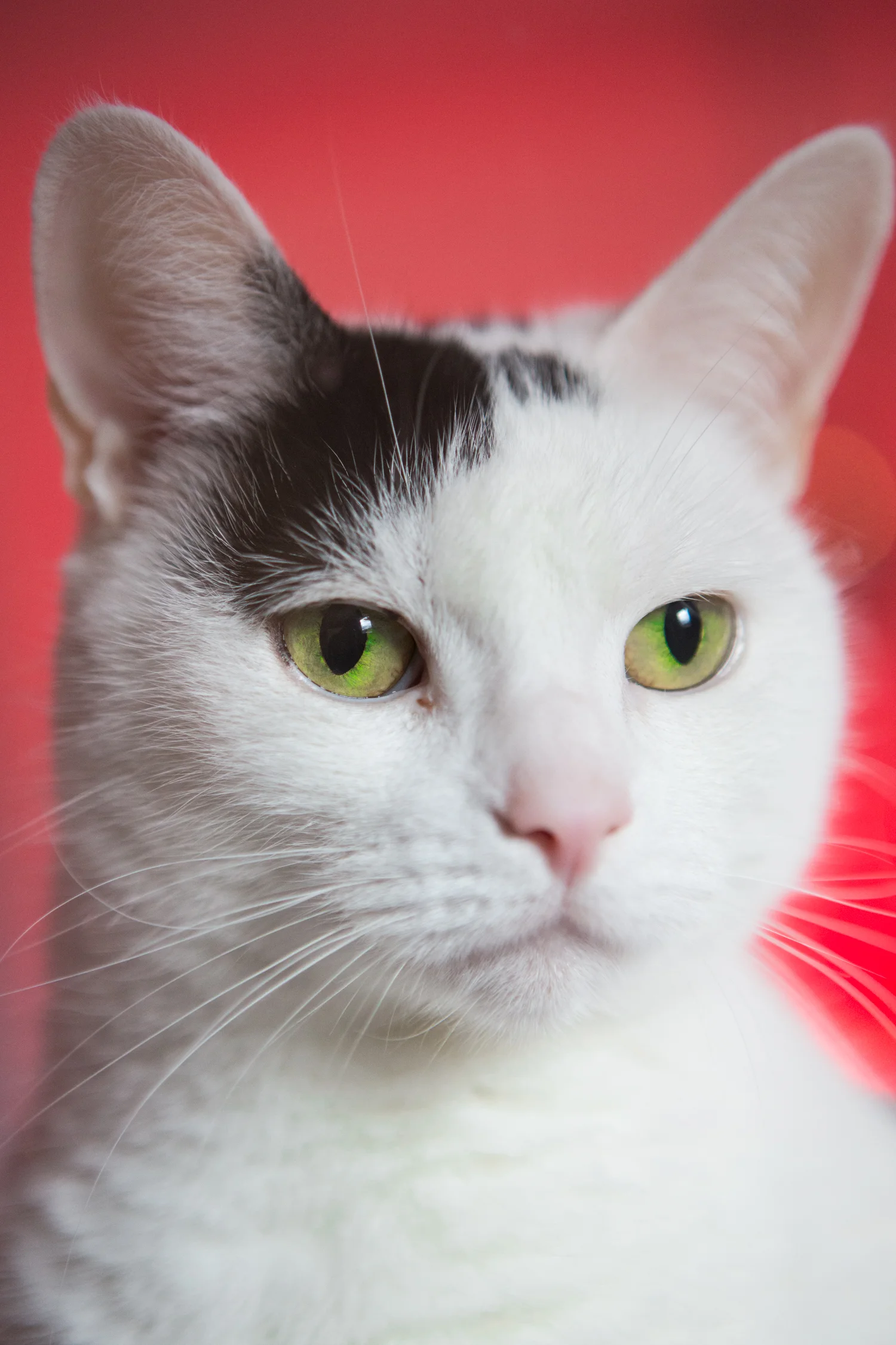 KW_Cats1_025.jpg