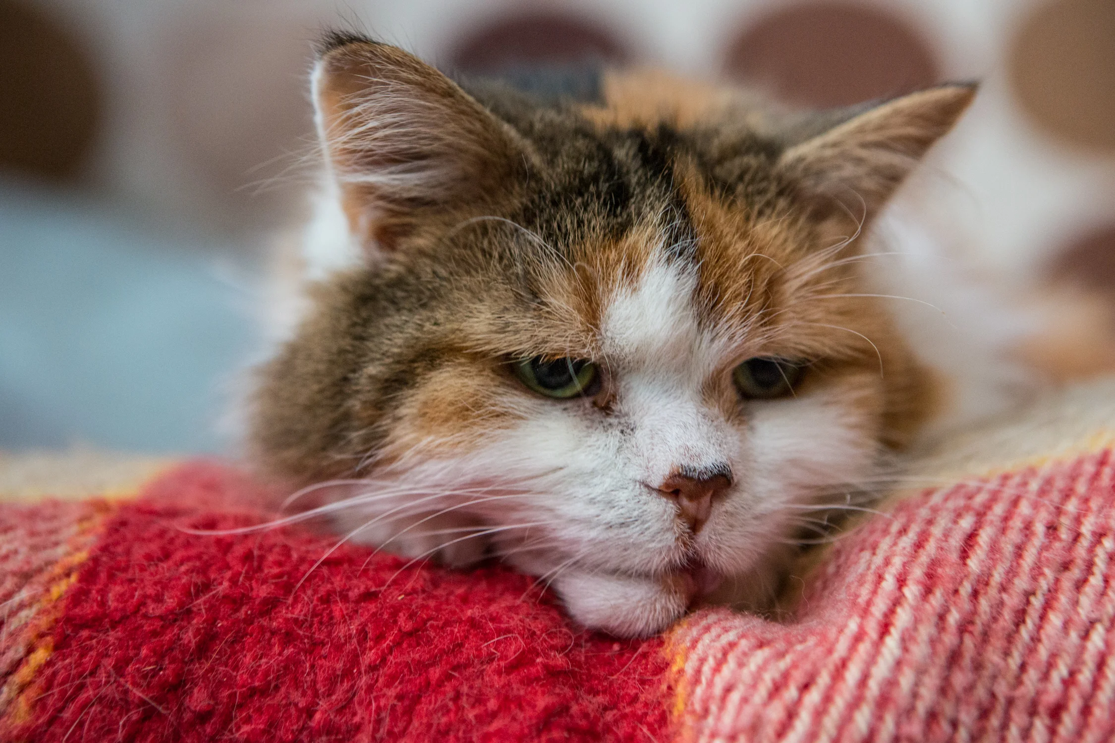 KW_Cats1_036.jpg
