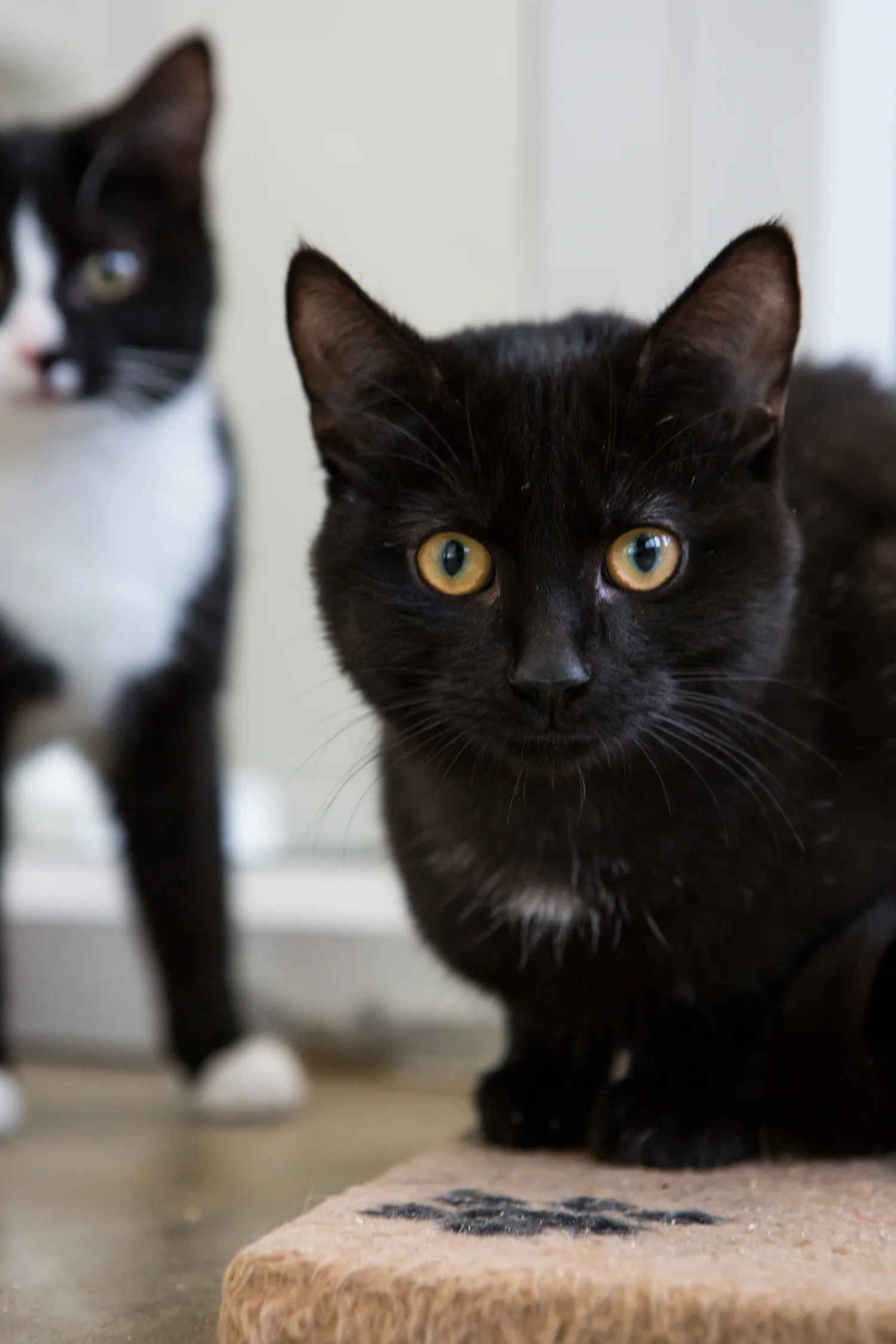 KW_Cats1_055.jpg