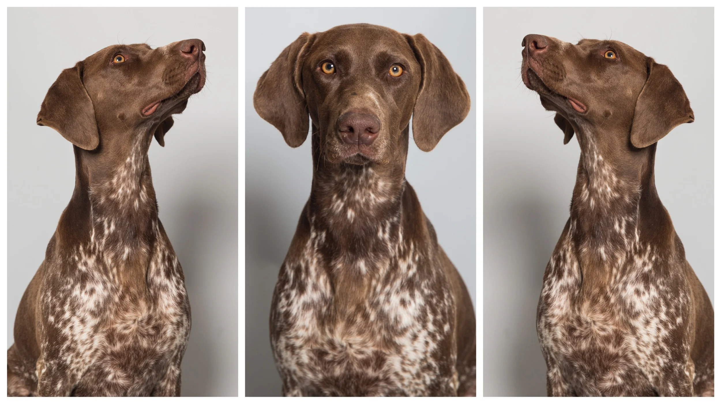 Bailey the german pointer. Private Commision