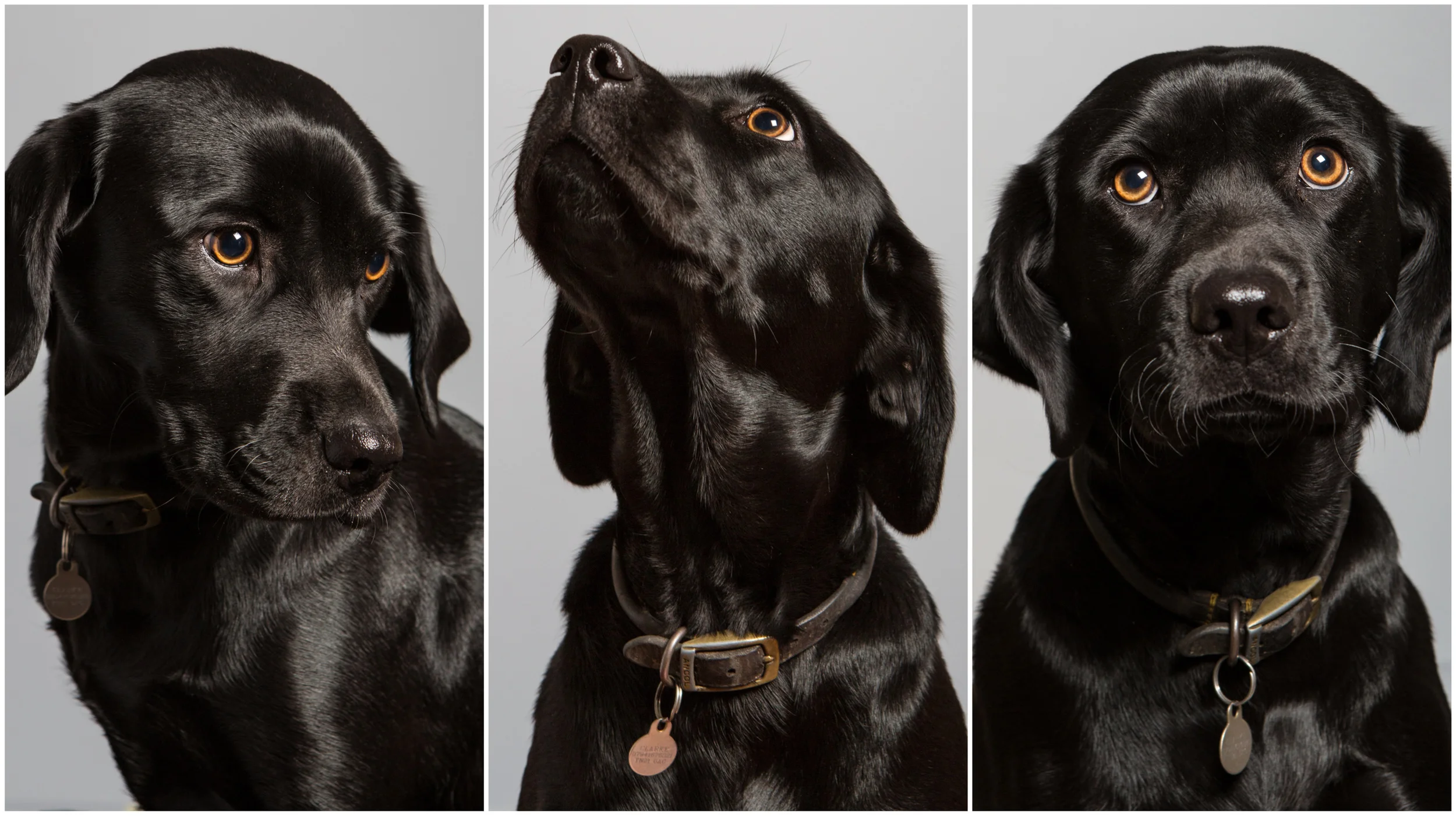 Betty the labrador. Private Commision
