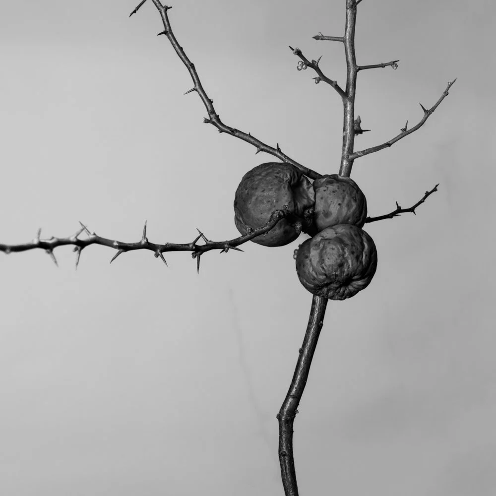 _JC17278-2.jpg