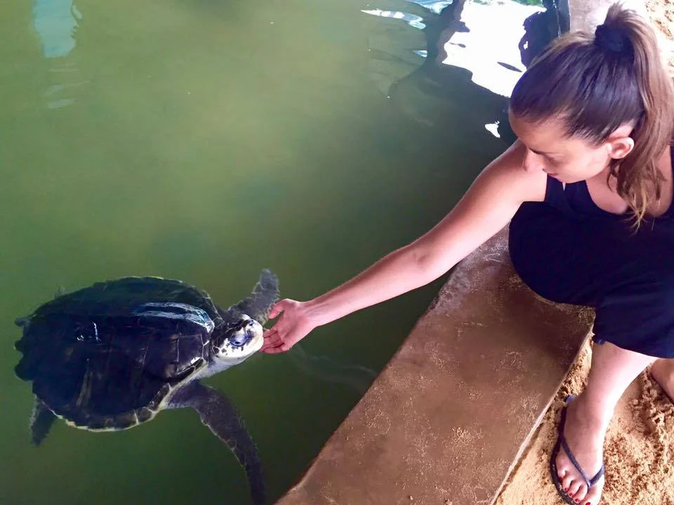 Turtle Conservation