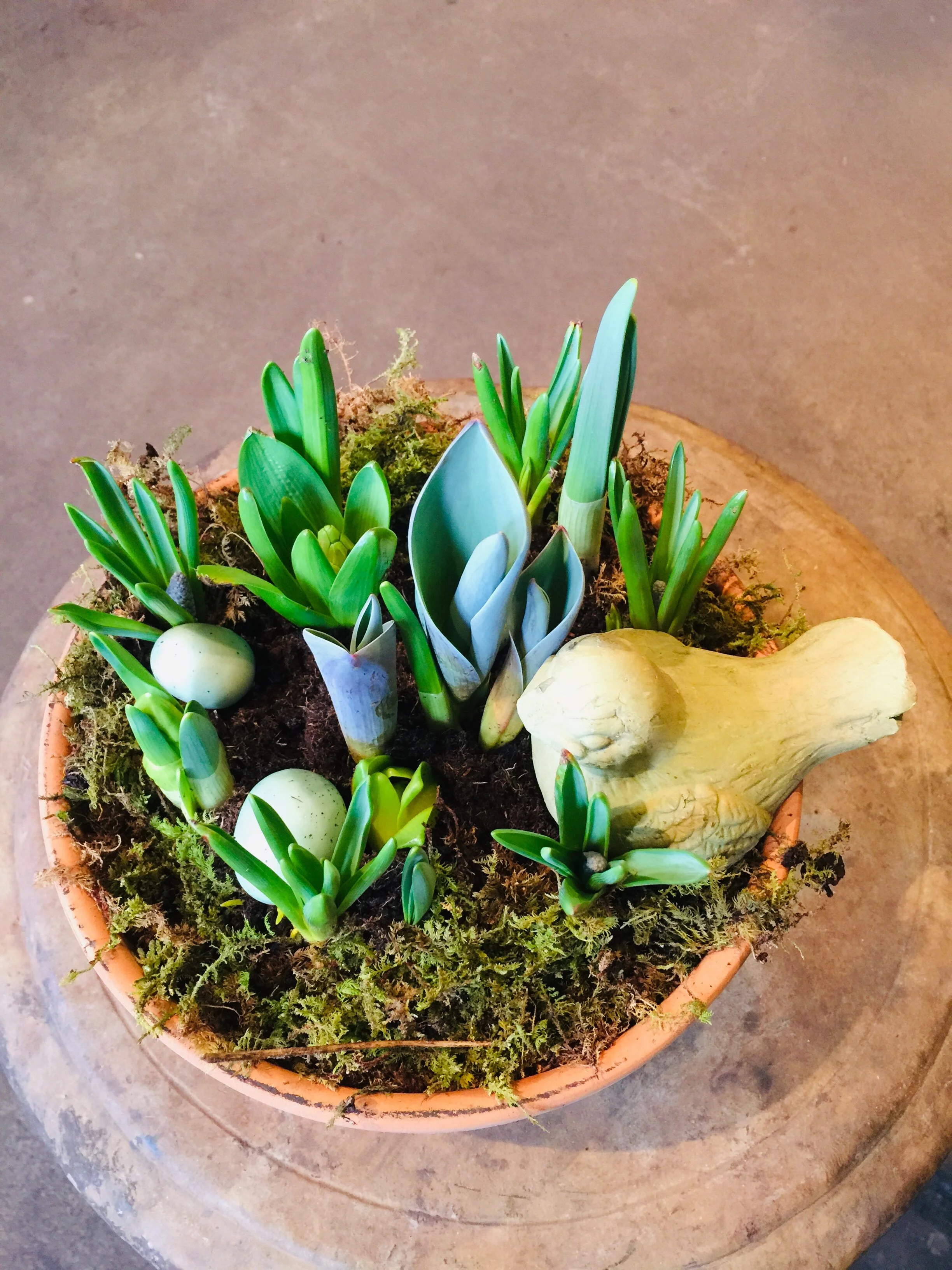 Harvest Home Bulb Garden.jpg