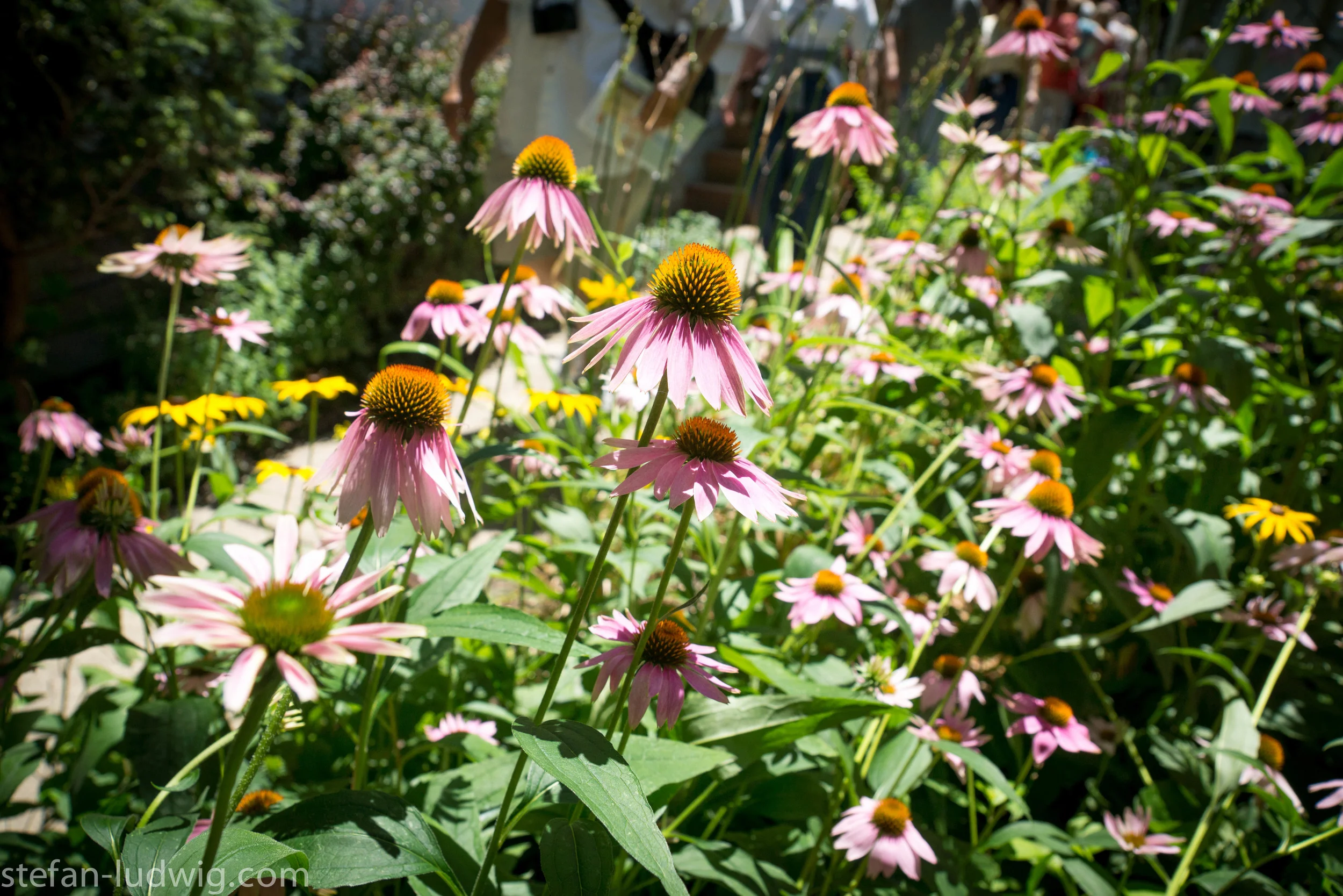 GardenWalk2013-04838.jpg