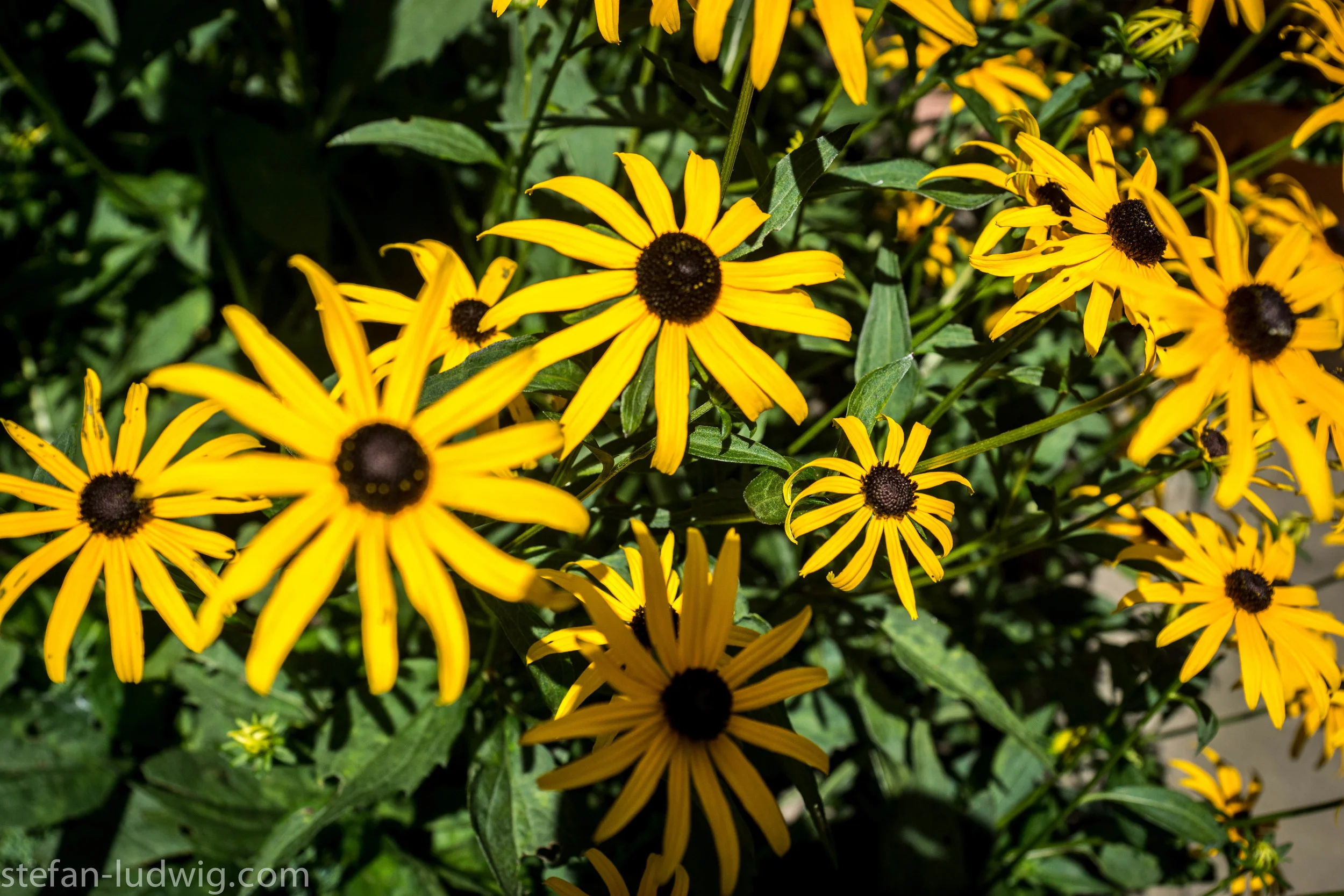 GardenWalk2013-04867.jpg