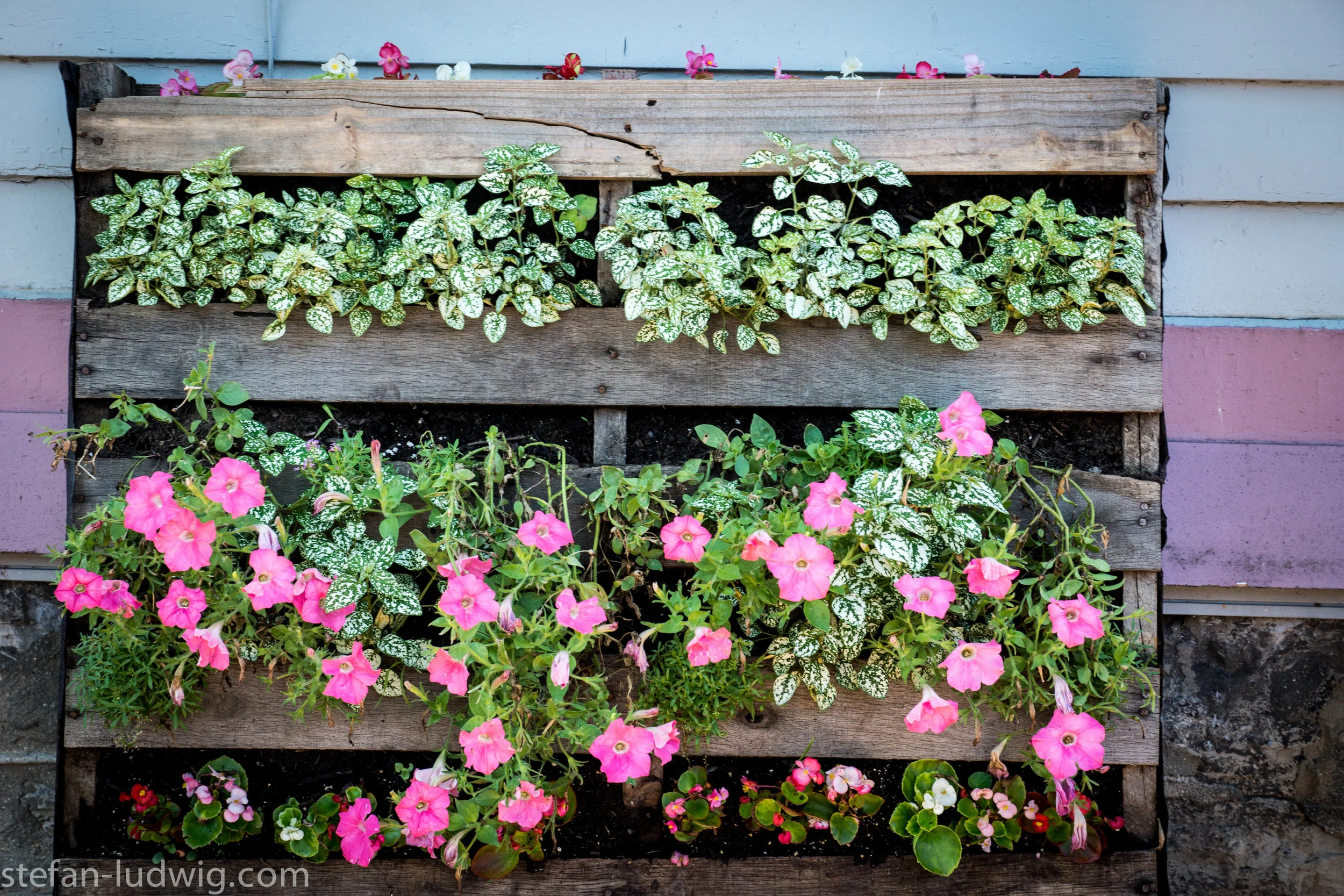 GardenWalk2013-04961.jpg