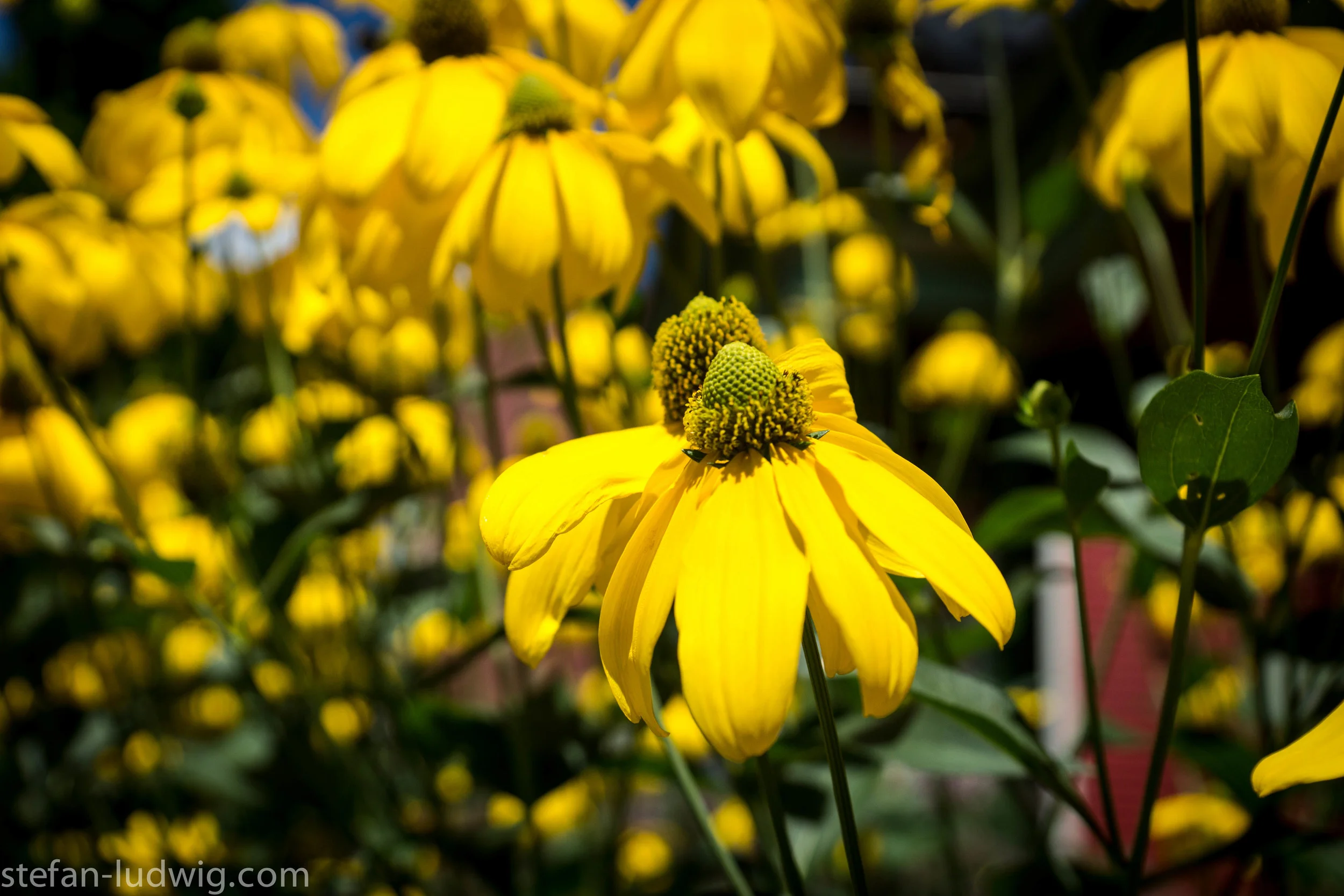 GardenWalk2013-04991.jpg