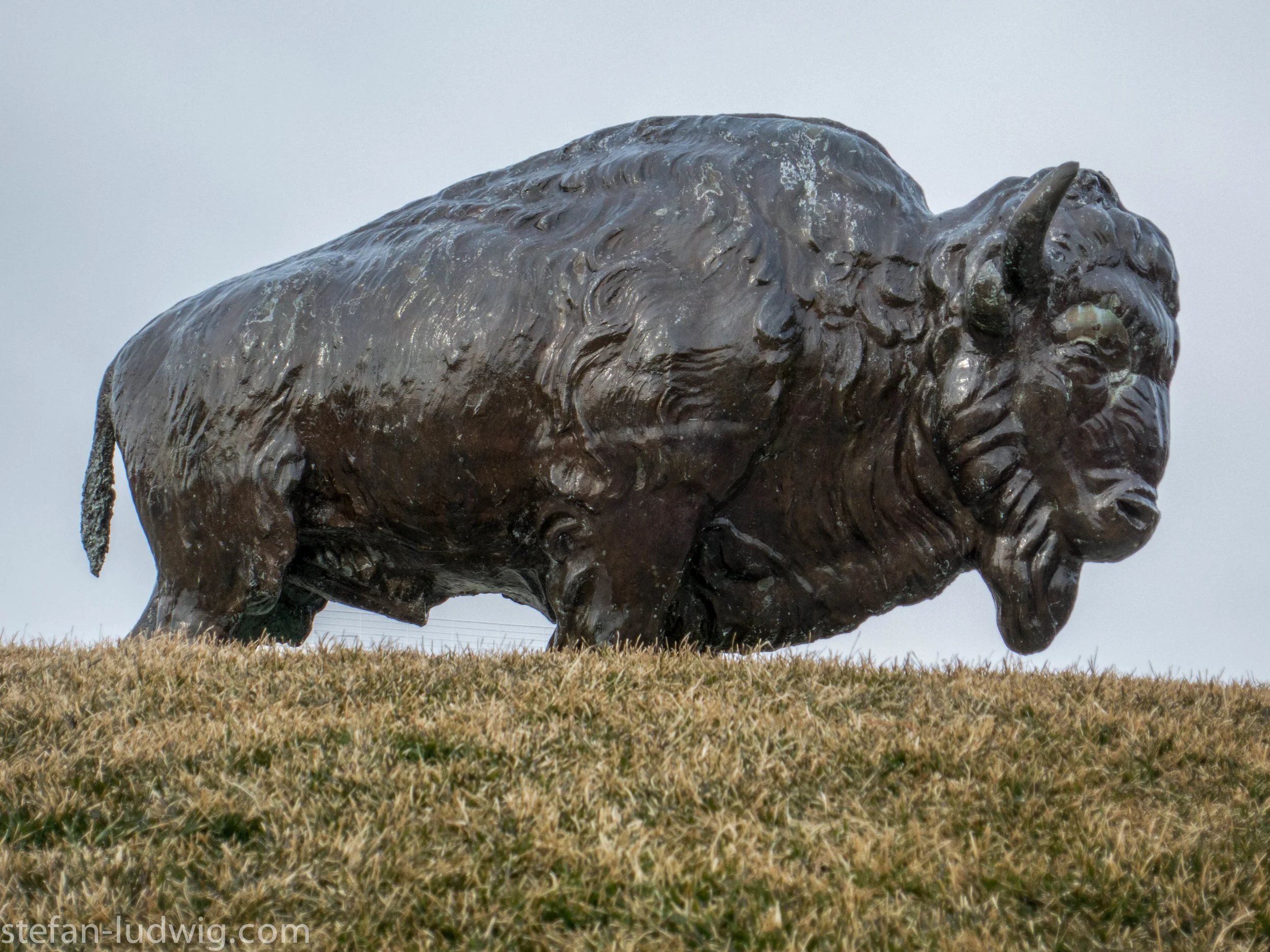 Buffalo-2563.jpg