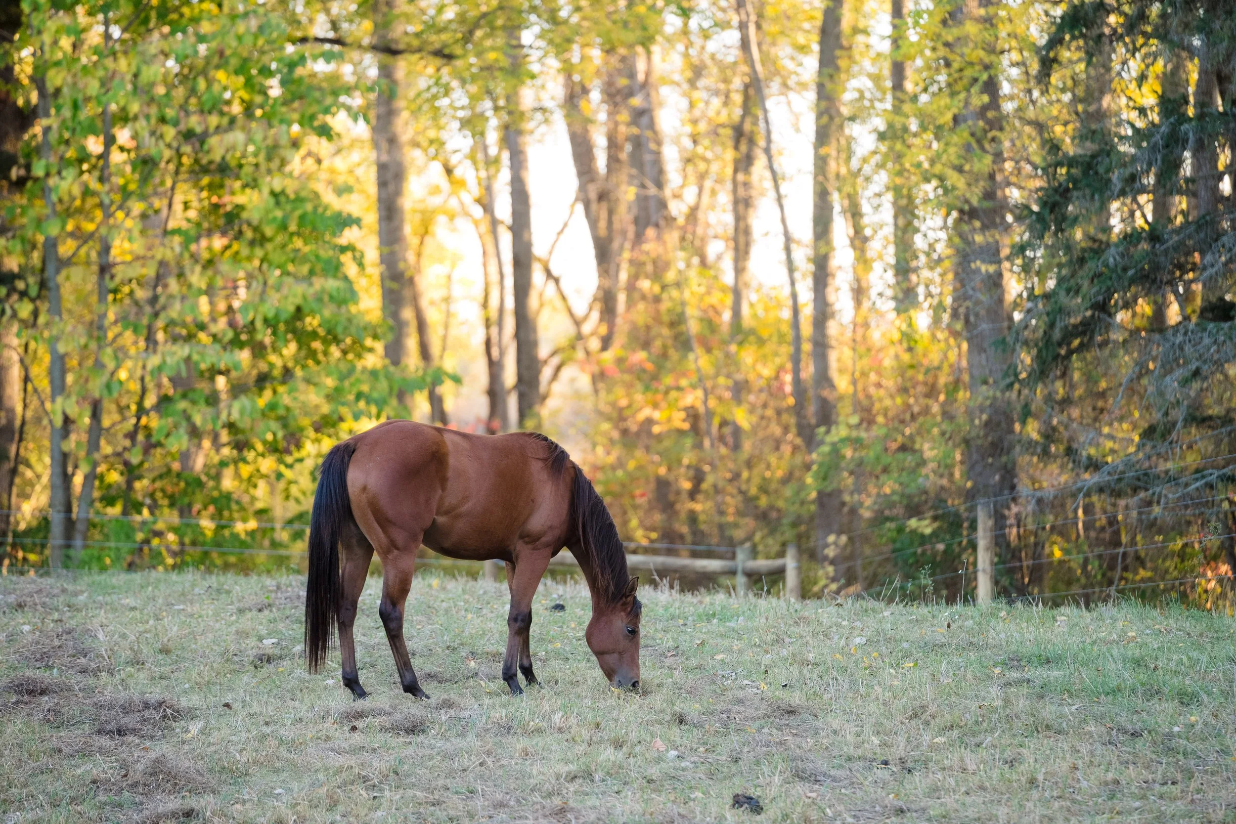 Engagement Kaylee and Ryan by Stefan Ludwig Photography-210.jpg