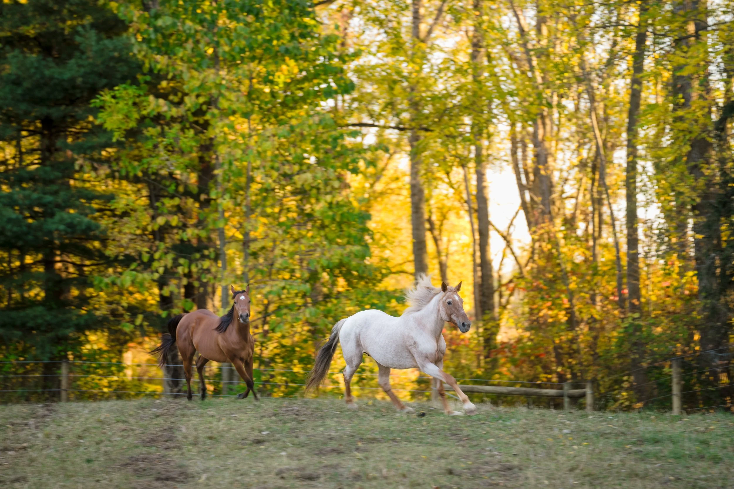 Engagement Kaylee and Ryan by Stefan Ludwig Photography-191.jpg