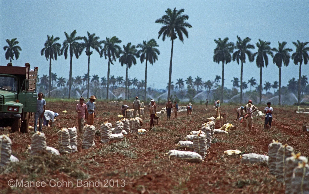 003A1990boniatoSXCA.JPG