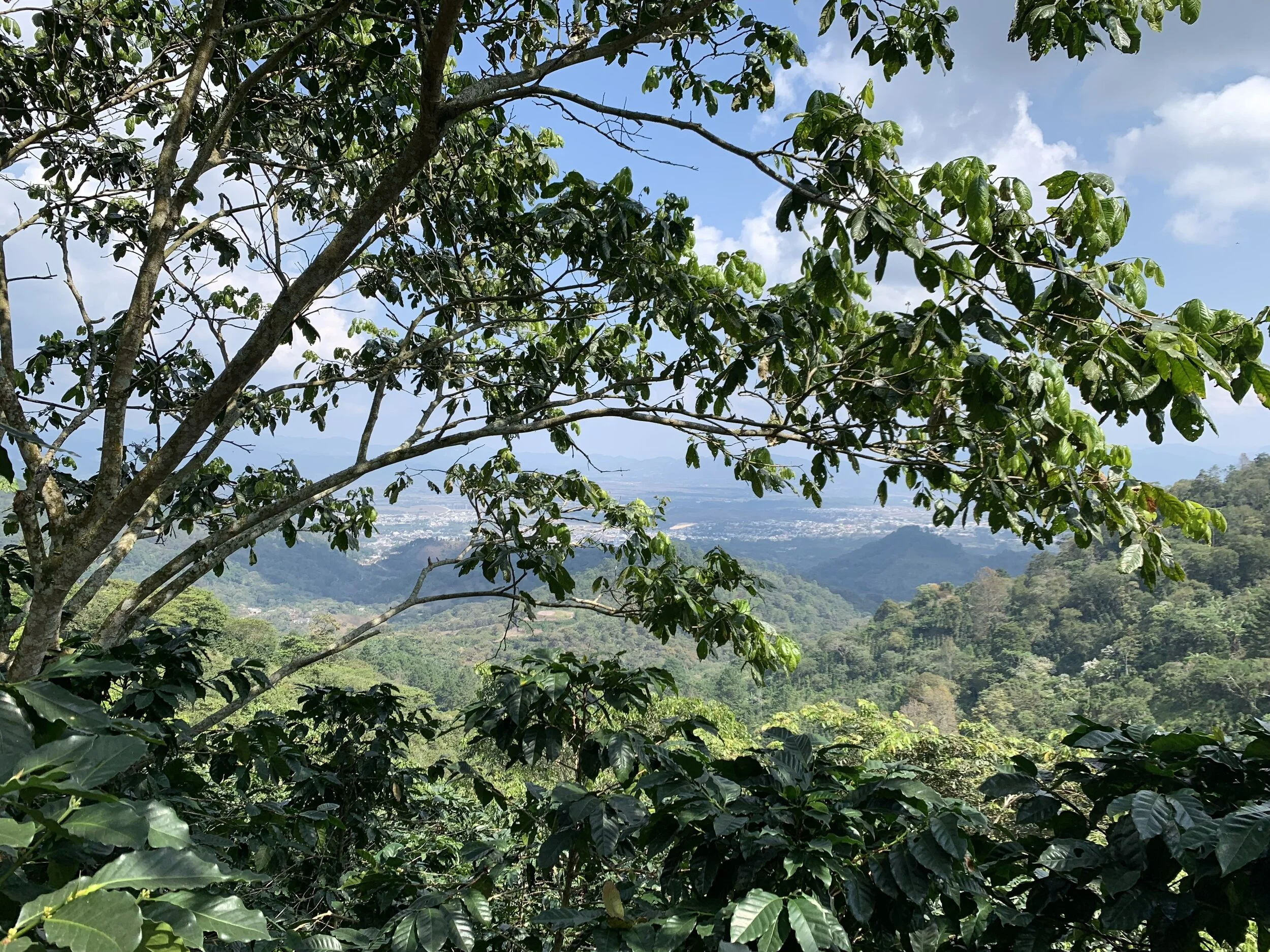 Working with La Planta Coffee Estates in Esquipulas, Guatemala
