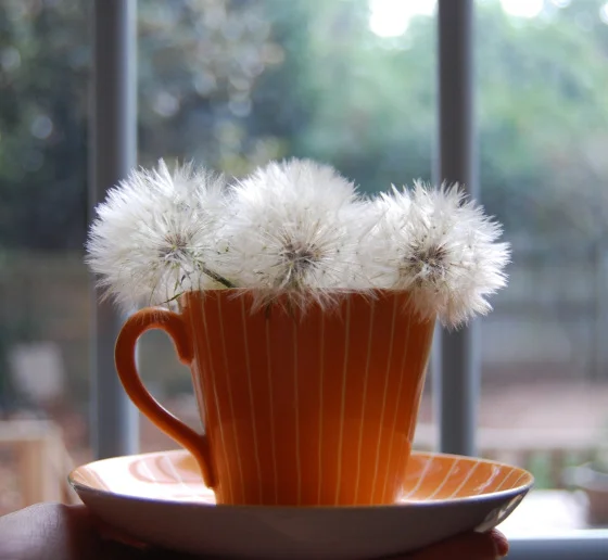 Dandelion Burdock Root Tea