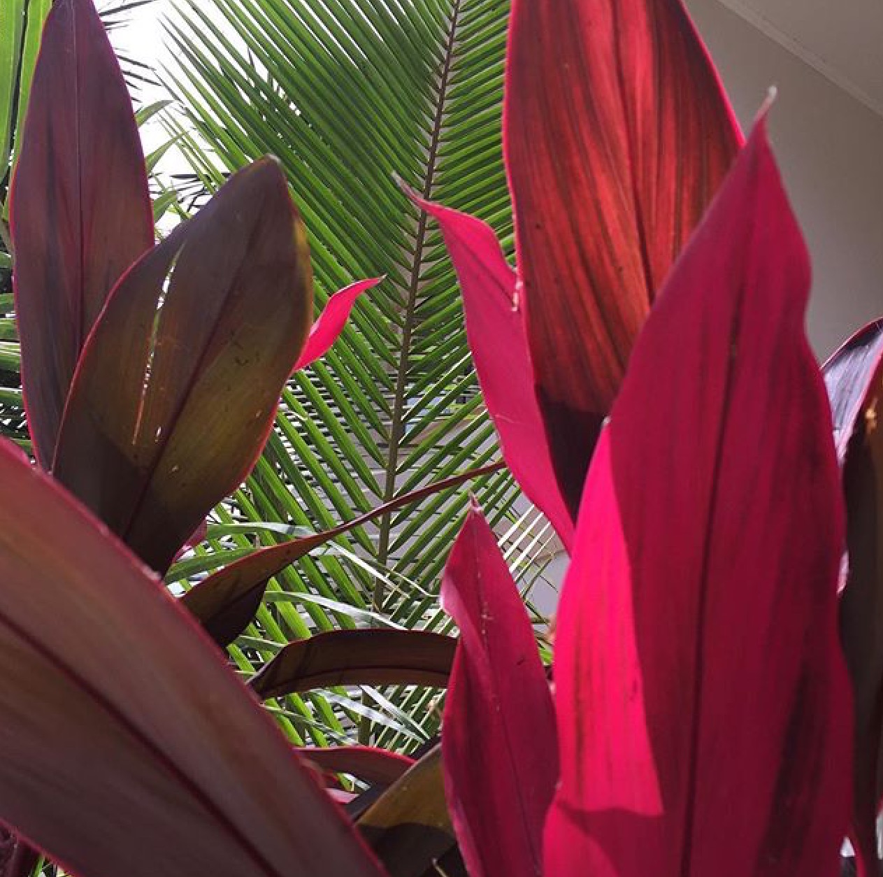 Ah, the beauty of nature and in my favorite color no les s {The Power Of Pink}