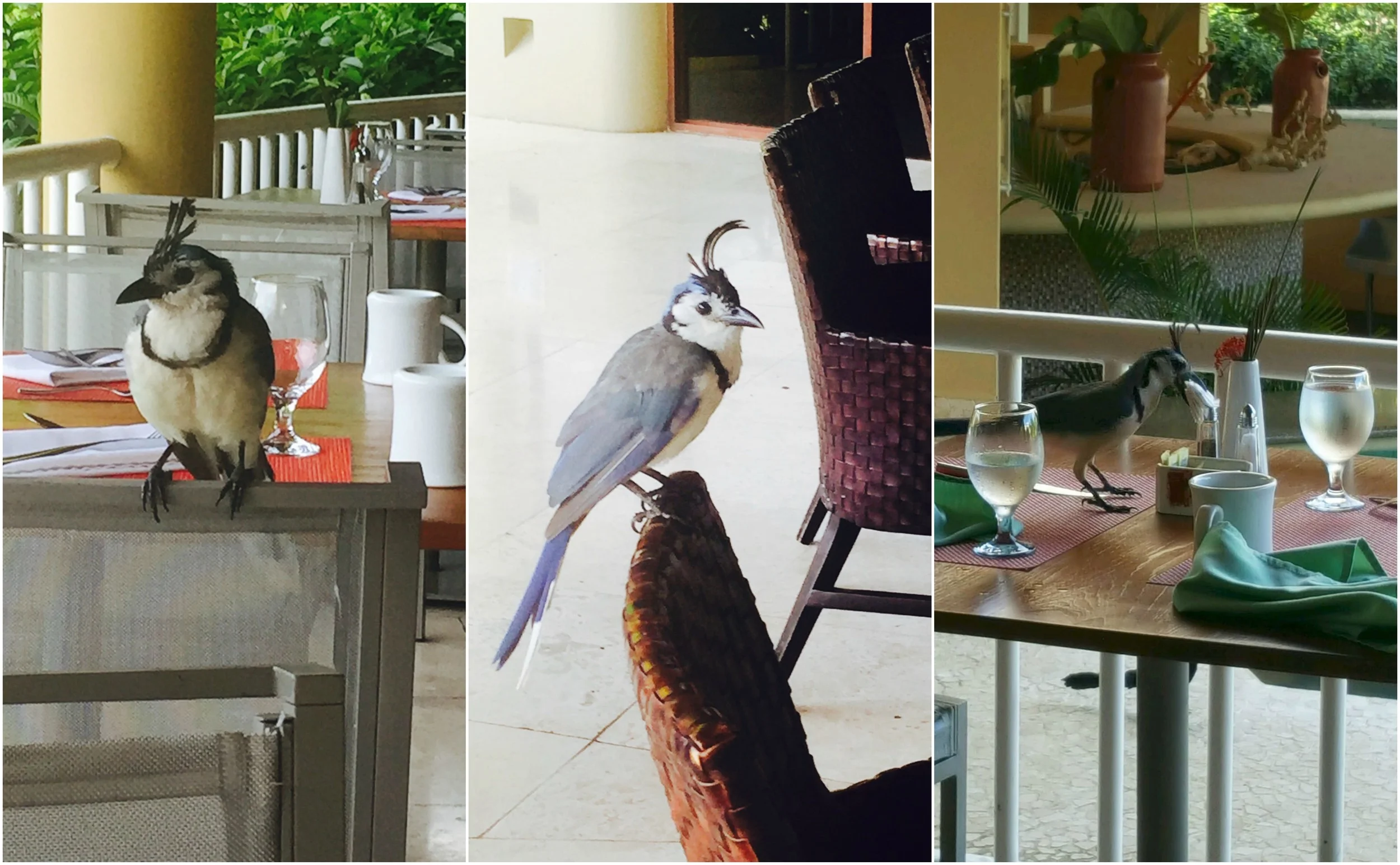 My breakfast buddies! You see little guy in the last image, he hardly left any sugar for me, I'm like sir do you have to take some to all of your friends!!! If I didn't witness this for myself, I wouldn't have believed it. I'm still shaking my head in amazement! 