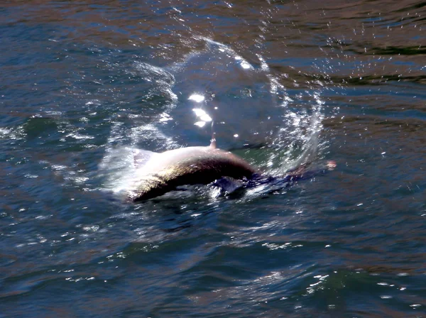 Steelhead thrashing in the Deschutes River.jpg