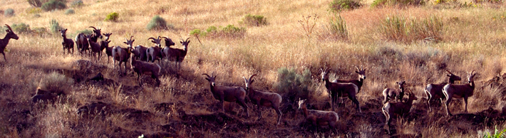 DSC_0594.jpg