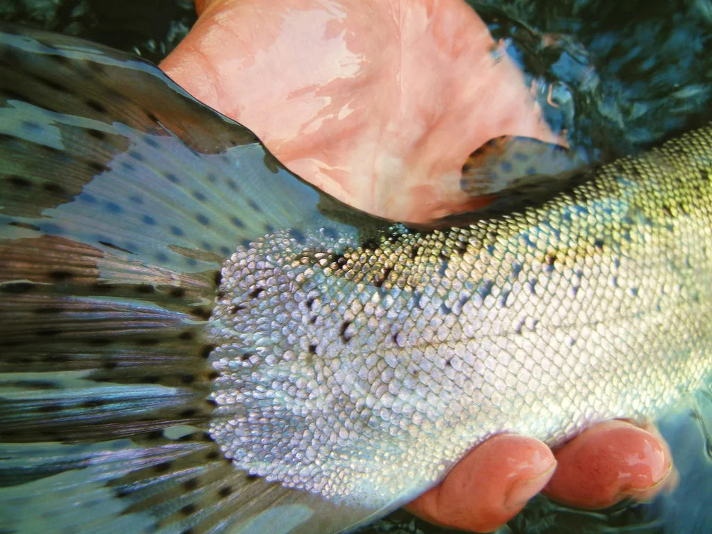 Deschutes 2013 253 f-XL.jpg