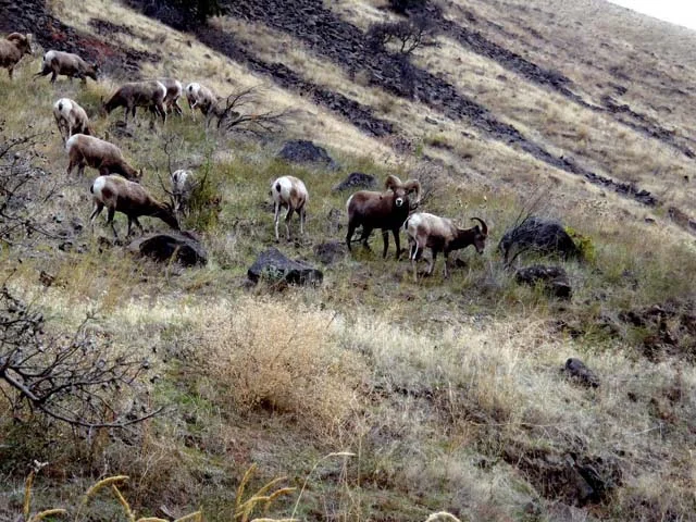 Bighorn sheep.jpg