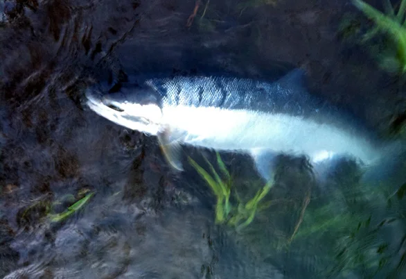 Hatchery steelhead.jpg