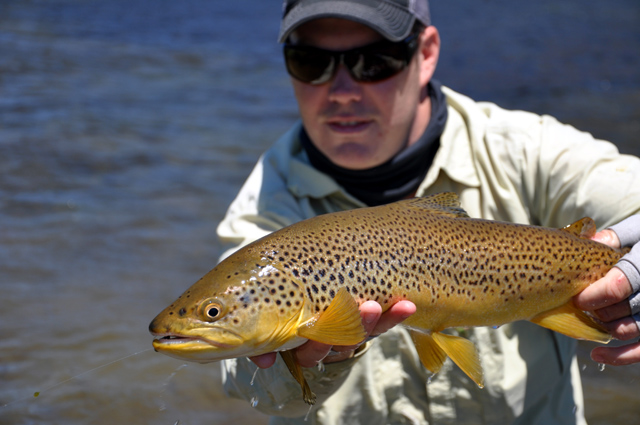brown trout from reed lake.jpg