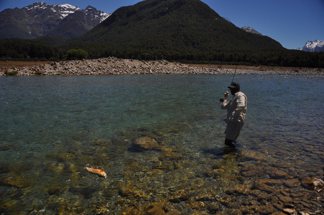 surprise ranbow trout - routeburn river.jpg