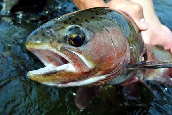 Deschutes redside.jpg