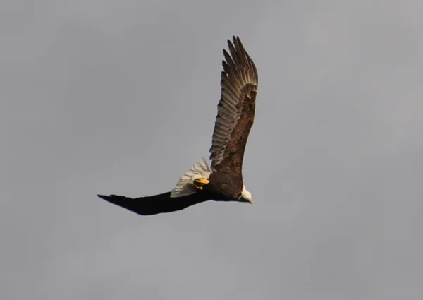 Bald eagle.jpg