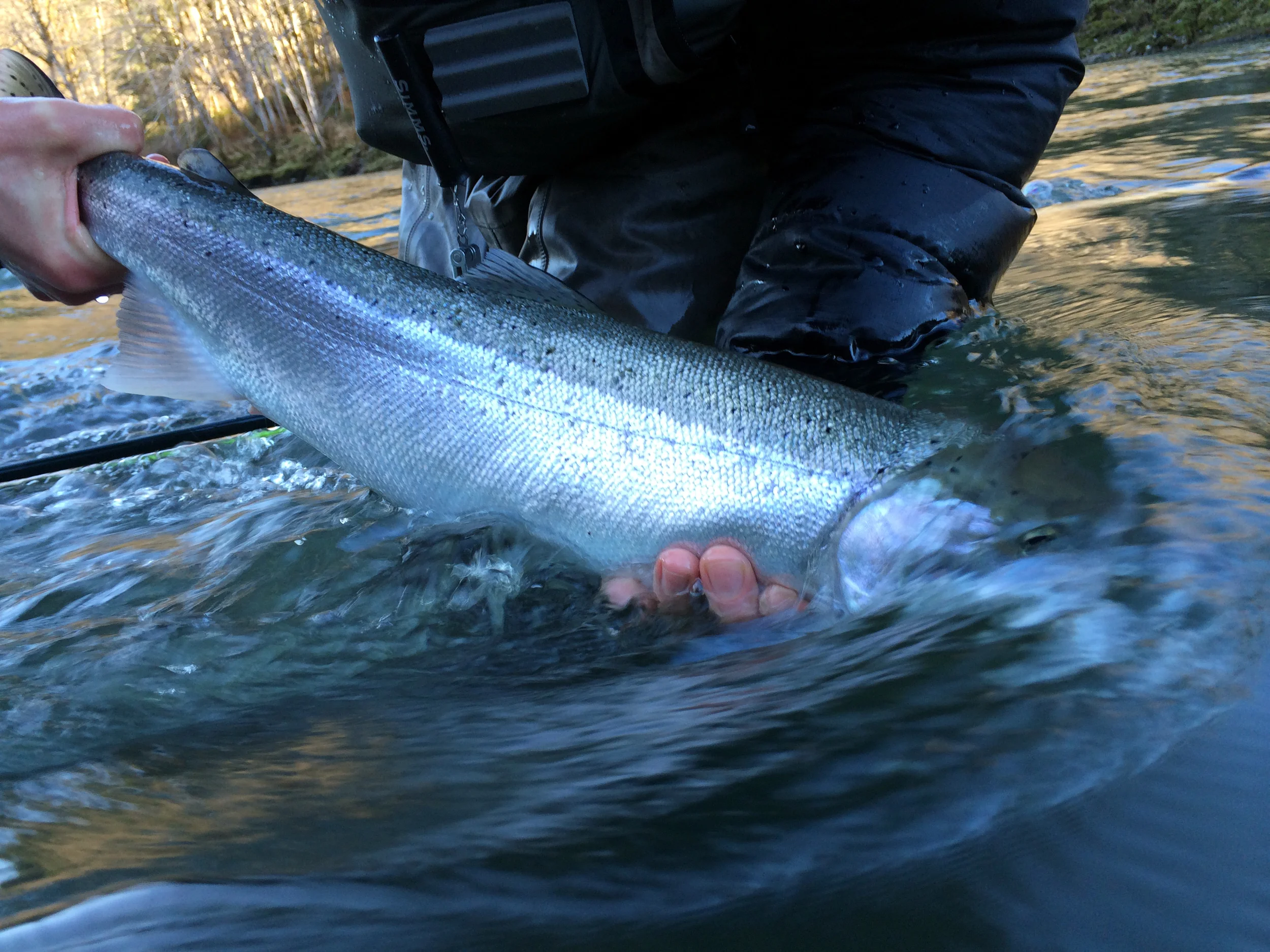 Diversity in Age Class = Healthy Numbers