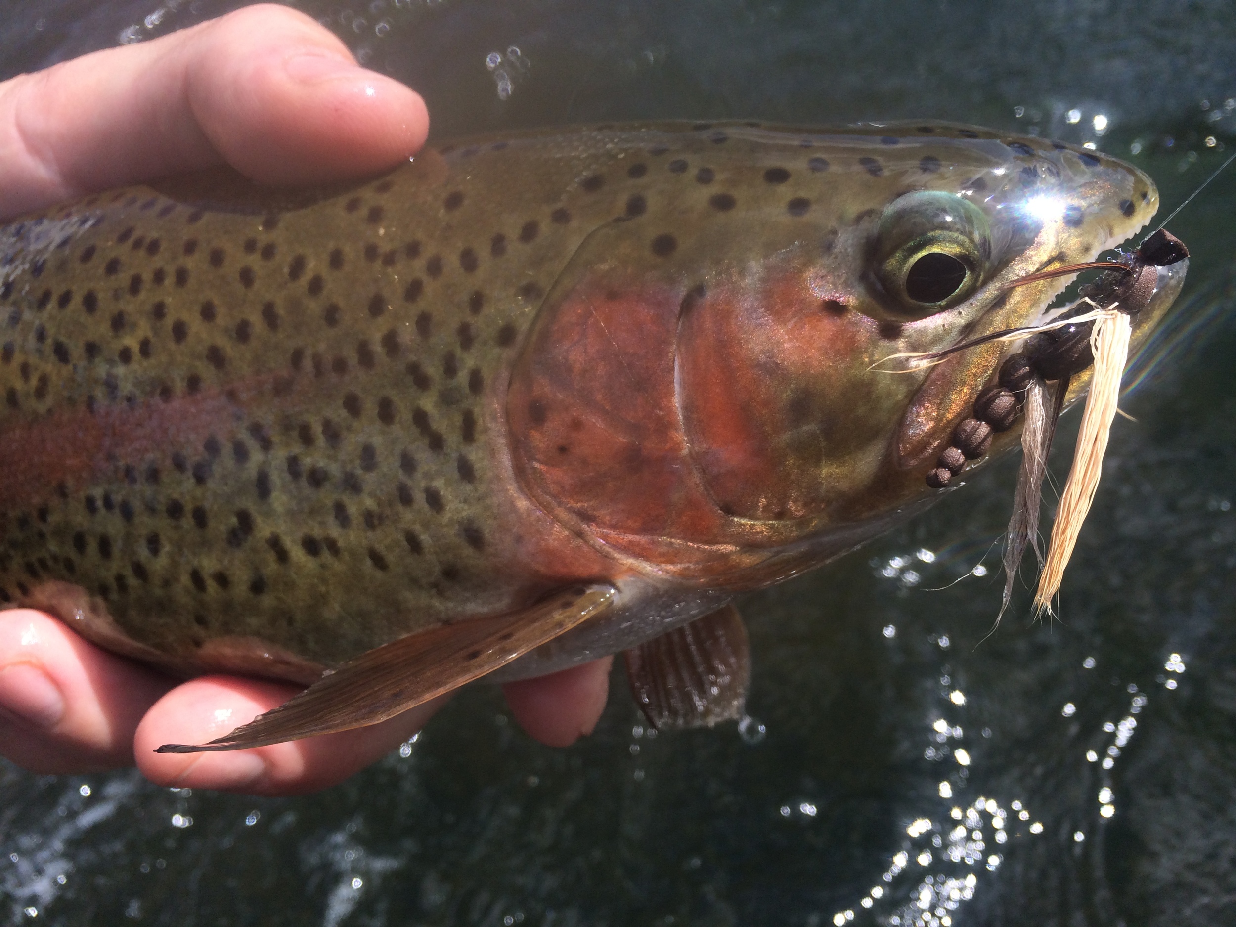More Salmonfly Hatch Photos from the Deschutes River