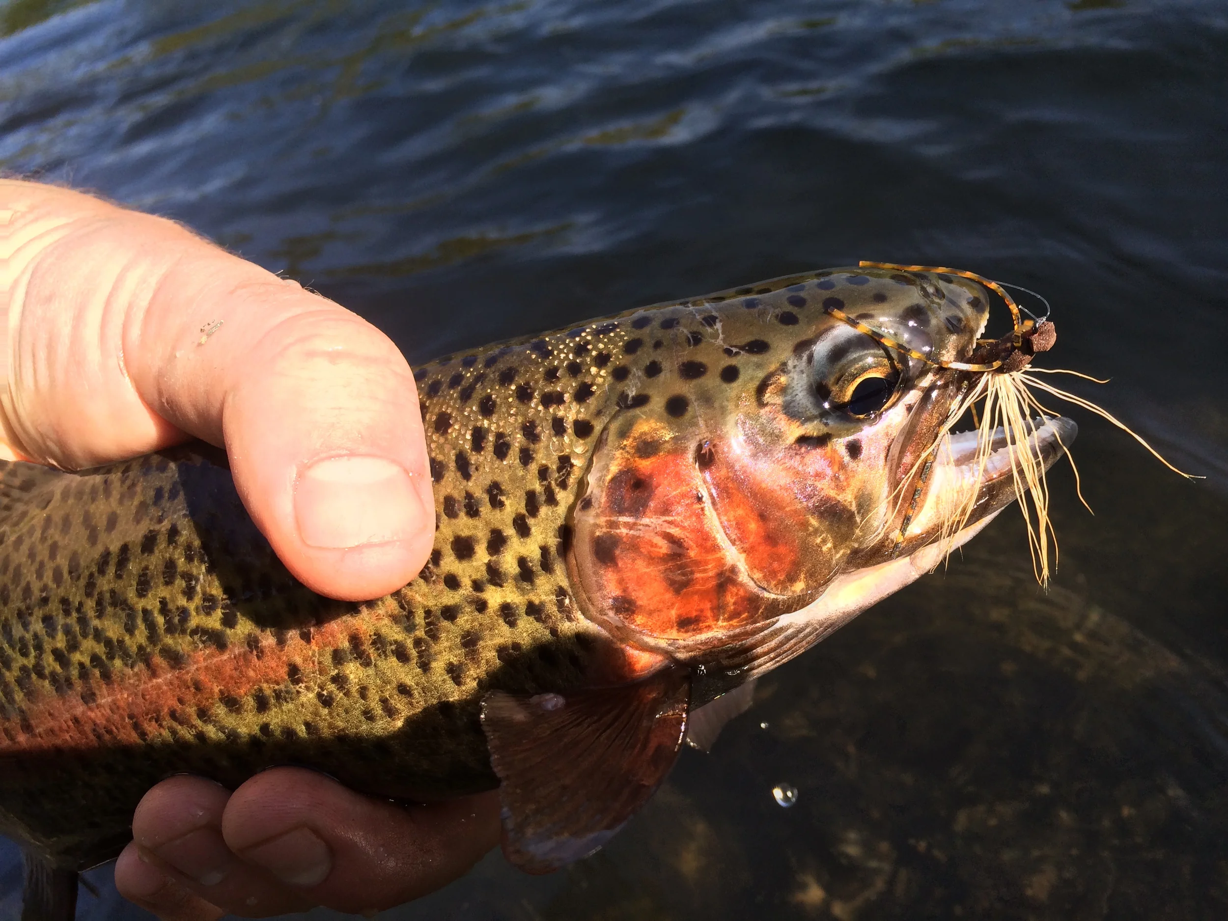 Deschutes Salmonfly Hatch Photo Report
