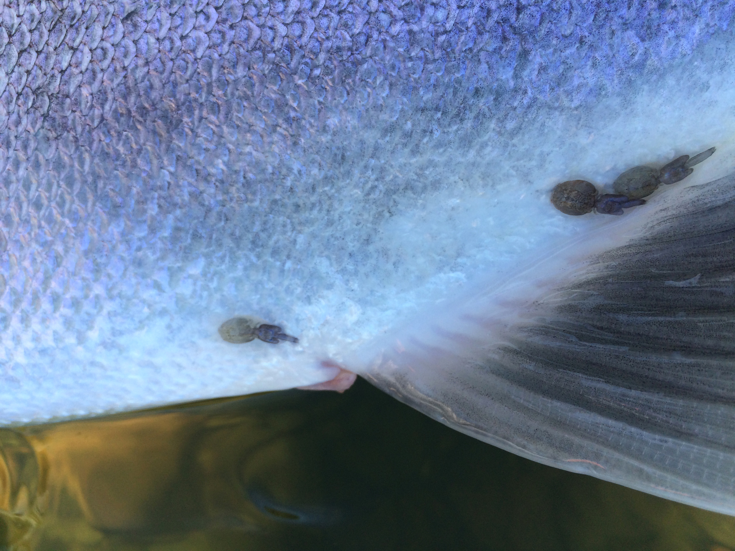Sea lice still clinging to a beuatiful wild hen steelhead that we caught during an incoming tide.jpg