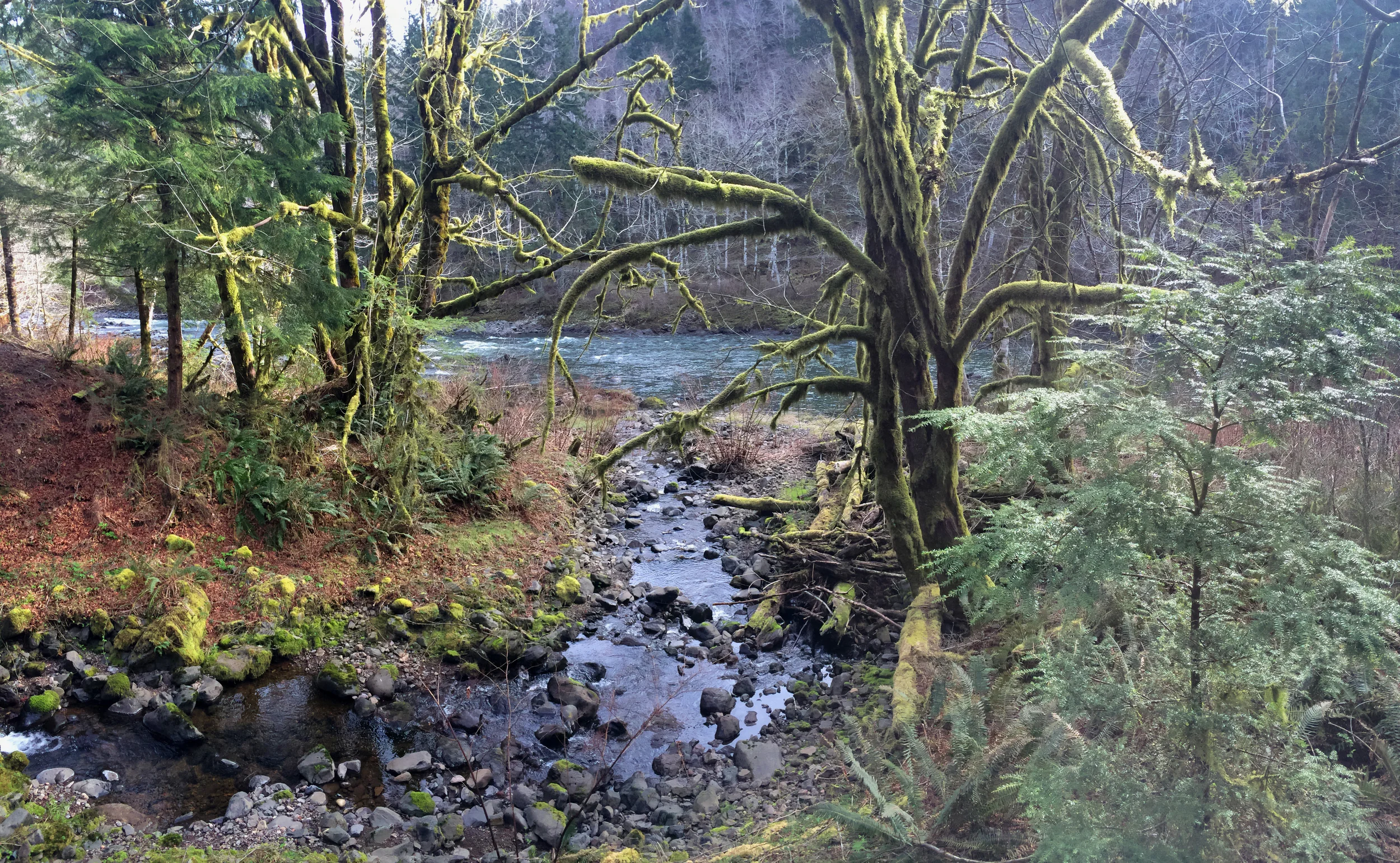 Coastal Winter Steelheading Photo Essay